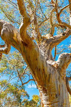Bushland Australia