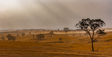 Green and Brown Lands